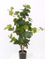 Druivenplant 90cm